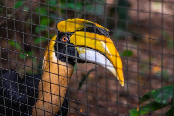 Primer Plano Gran Hornbill Gran Hornbill Indio Gran Hornbill Espiado — Foto de Stock