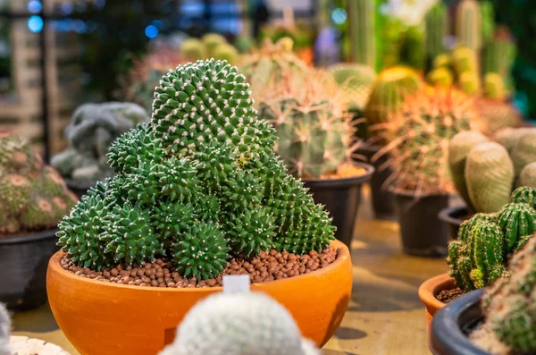 Beautiful Cactus Decoration Cactus Sell — Stock Photo, Image