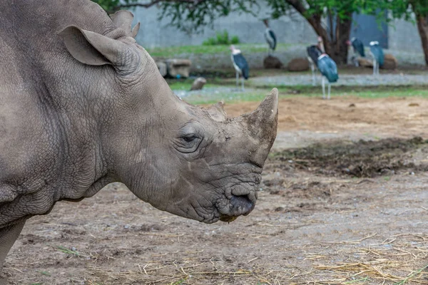 Закрой Голову Носорогу Снимок Головы Носорога Профиль Головы Носорога Пространство — стоковое фото