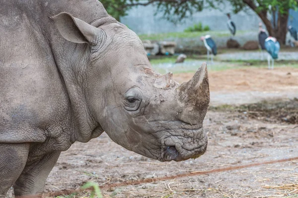 Profiel Van Rhino Neushoorn Hoofd Een Dierentuin Close — Stockfoto