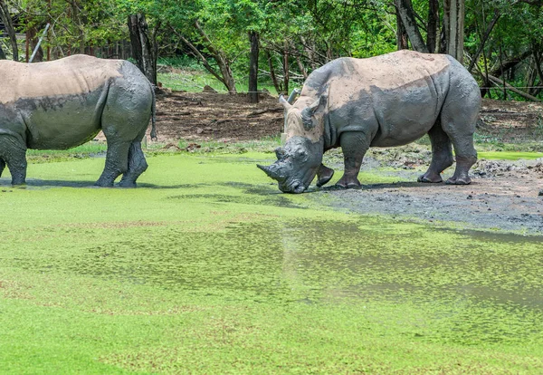 Rhino Een Dierentuin Rhino Modder Bescherming Die Betrekking Hebben Warme — Stockfoto