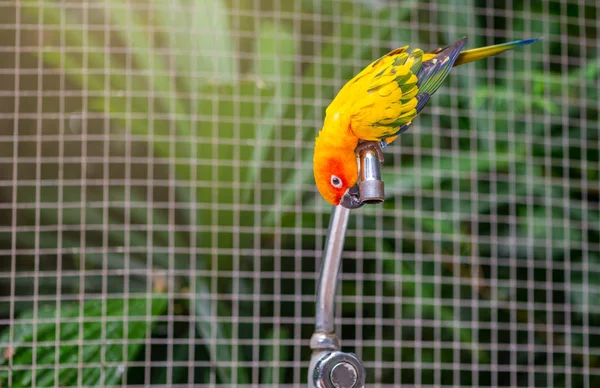 Conure Del Sol Loros Que Intentan Beber Agua Del Grifo — Foto de Stock