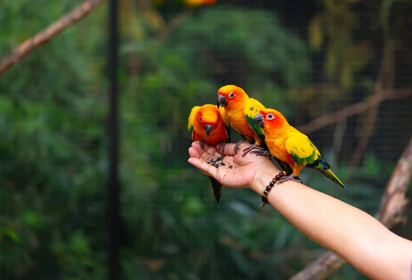 Hermoso Grupo Loros Conure Sol Están Comiendo Comida Mano Humana — Foto de Stock