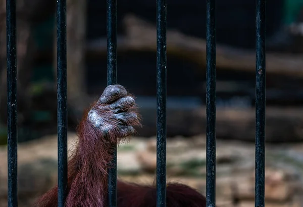 Orangutan Dłoń Chwytając Bar Klatce Zoo Pojęcie Wolności — Zdjęcie stockowe