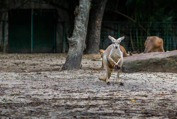 Red Kangaroo in a zoo. Red Kangaroo is standing and staring to camera. Space for text.