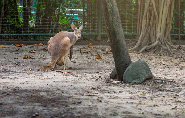 Red Kangaroo in a zoo. Red Kangaroo is standing and looking at camera. Space for text.