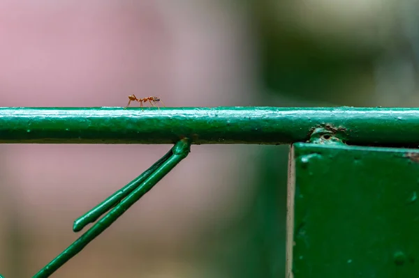 Gran Hormiga Roja Matar Hormiga Negra Más Pequeña Traerlo Comer — Foto de Stock