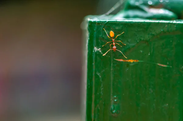 Vue Dessus Fourmi Rouge Sur Clôture Verte Fourmi Rouge Macro — Photo