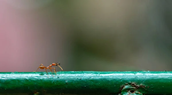 Cerca Gran Hormiga Roja Matar Hormiga Negra Más Pequeña Traerlo — Foto de Stock