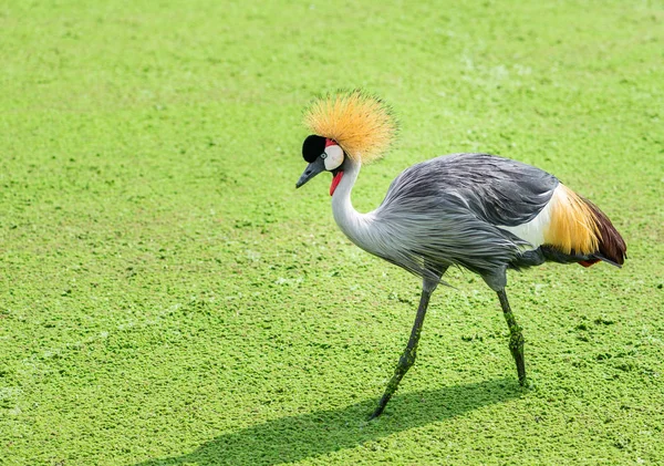 Guindaste Cinza Coroado Balearica Regulorum Está Encontrando Comida Guindaste Coroado — Fotografia de Stock