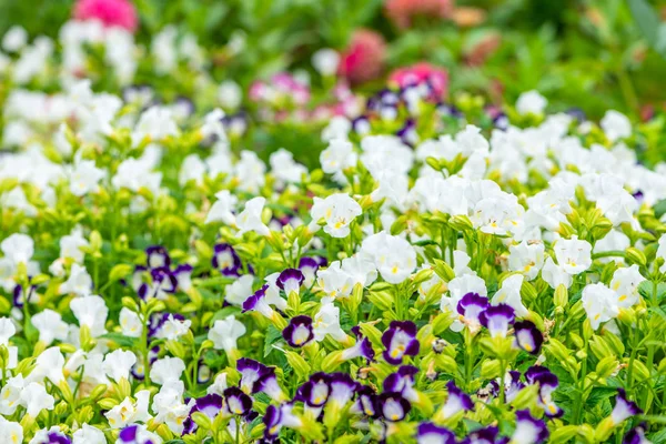 庭に小さな花のイメージがぼやけ — ストック写真