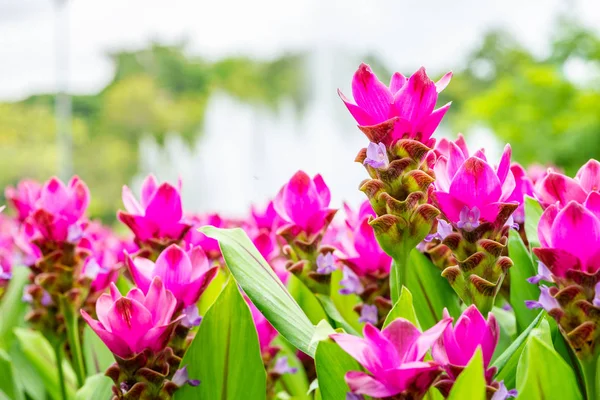 Beautiful garden of Siam tulip. Close up Siam tulip, beautiful purple flower.