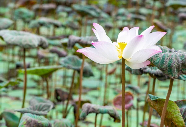 Beautiful white and pink lotus in pond of garden. One lotus in pond.
