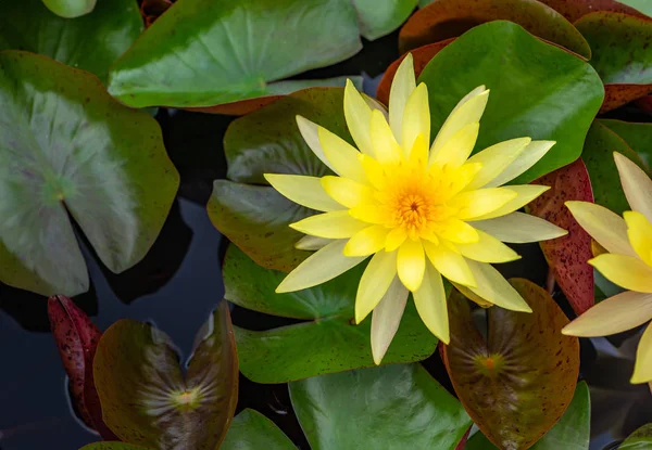Top View Κίτρινο Lotus Στη Λίμνη — Φωτογραφία Αρχείου