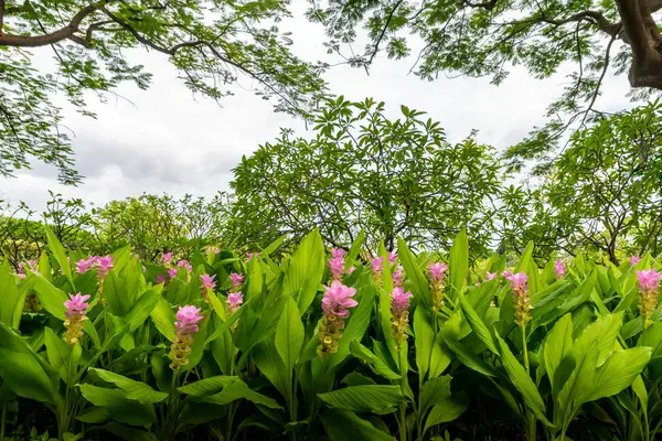 Fila Flor Rosa Tulipán Rosa Siam Bajo Gran Árbol Parque —  Fotos de Stock