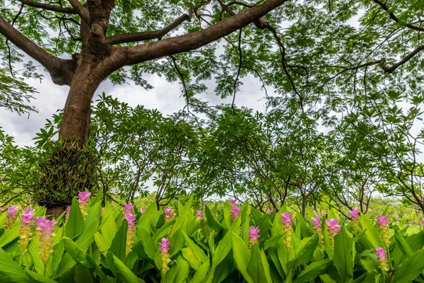 Flor Rosa Tulipán Rosa Siam Bajo Gran Árbol Hermosa Flor —  Fotos de Stock