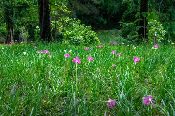 美しい草の花やピンクの花草原 — ストック写真