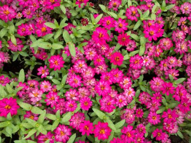 «Ana sayfa» görünümü güzel pembe çiçek bahçesinde. Arka plan bahçe küçük çiçekler.