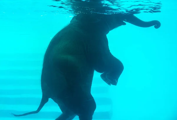 Elefante Nadando Piscina Elefante Andando Duas Pernas Piscina — Fotografia de Stock
