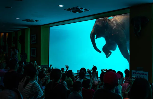 Chonburi Tailândia Set 2018 Espetáculos Elefantes Nadando Mergulhando Piscina Vidro — Fotografia de Stock