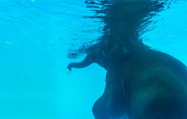 Lado Posterior Elefante Nadando Piscina Cristal — Foto de Stock