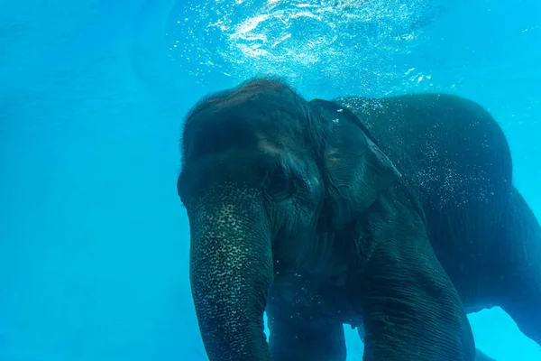 关闭年轻的大象潜水在游泳池 图库图片