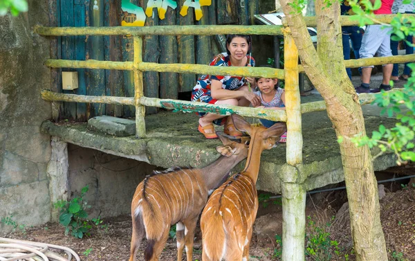 Aziatische Toeristische Moeder Dochtertje Genieten Van Herten Voederen Een Open — Stockfoto