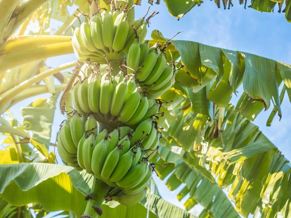 Pęczek Zielonych Bananów Przyrodzie Piękne Złote Słońce Bliska — Zdjęcie stockowe