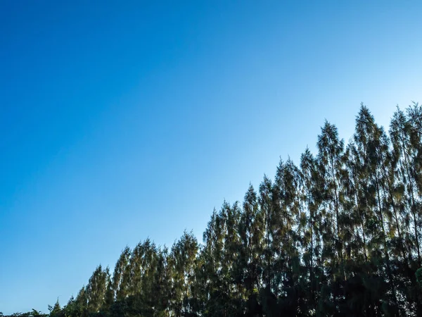 소나무 하늘에의 — 스톡 사진