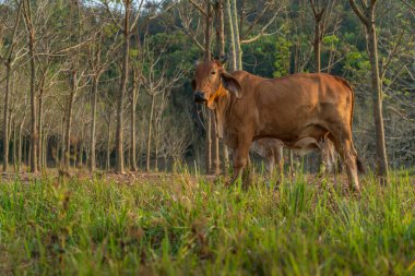Doğa alanında büyük kırmızı inek ayakta. Düşük açılı görünümü görüntü.