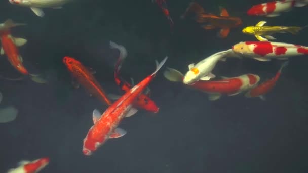 Beautiful Scene Painting Fancy Carps Swimming Slowly — Stock Video