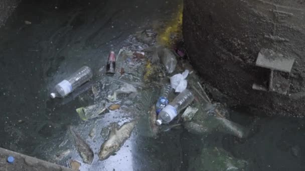 泰国曼谷 2018年4月4日 塑料废物和未回收的废物包括湄南河大桥下的死鱼 — 图库视频影像