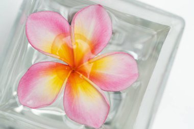 Plumeria çiçek su