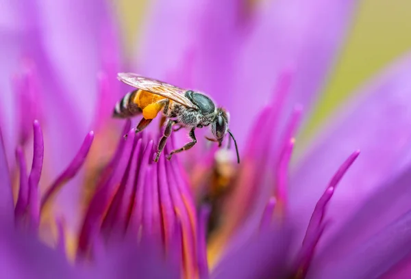 Pszczoła na kwiat lotosu — Zdjęcie stockowe