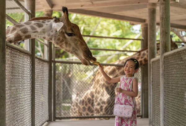 Bir zürafa besleyen çocuk kız — Stok fotoğraf