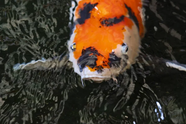 Close up face of fancy carp. — Stock Photo, Image