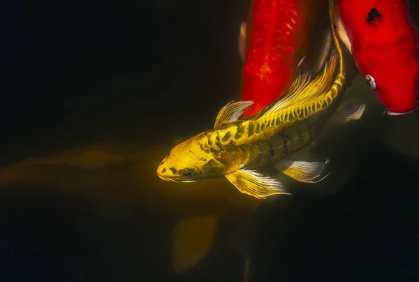 아름다운 황금 잉어 — 스톡 사진