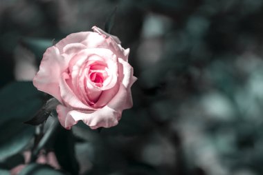 Bahçede pembe mercan gülü 