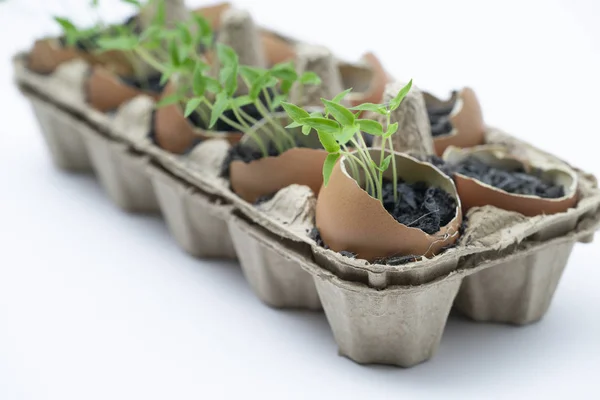 Close up young plants grown in the eggshell Stock Image