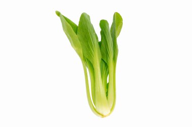 Bok choy adındaki yeşil organik sebze, beyaz arka planda tek bir Bok choy veya Park Choi var..