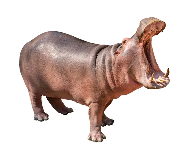 Beyaz arka planda izole edilmiş Hippopotam, yan görüş Hippopotam, açık ağız.