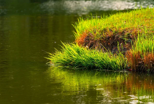 Gölün Kıyısında Küçük Yeşil Çimenlik Bir Bahçe Sıcak Bir Sabah — Stok fotoğraf
