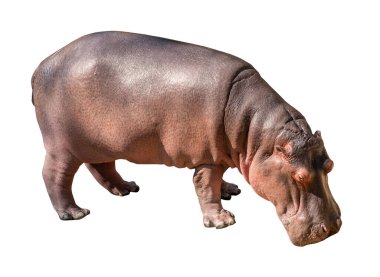Beyaz arka planda izole edilmiş Hippopotamus, yan görüş Hippopotamus, Hippopotam baş aşağı yerde.