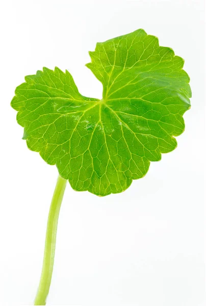 Feuille Isolée Unique Verte Centella Asiatica Pennywort Urbain Asiatique Sur — Photo