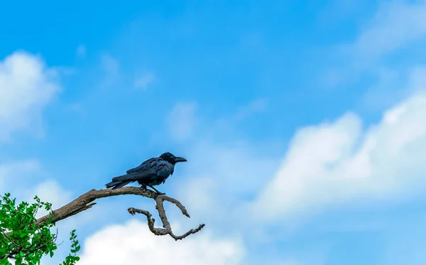 Krähe Thront Auf Hohen Zweigen Hintergrund Des Schönen Blauen Himmels — Stockfoto