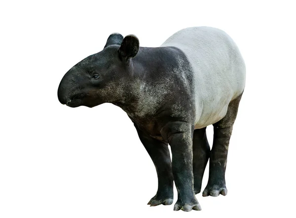 Portret Malayaans Tapir Aziatisch Tapir Geïsoleerd Malayees Tapir Witte Achtergrond — Stockfoto