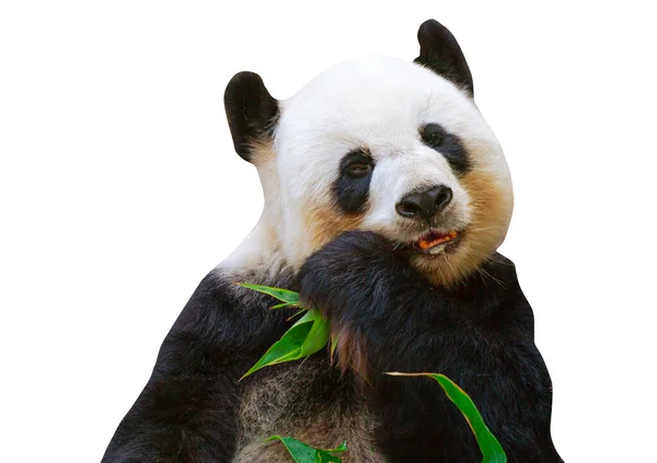 Porträtt Jätte Panda Björn Äter Bambu Blad Ett Zoo Chiang — Stockfoto