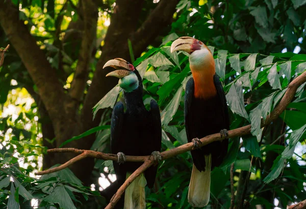 Dos Grandes Pájaros Gran Carey Ramo Árboles Hermosa Hornbill Posan — Foto de Stock