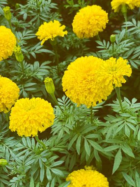 Tarlada güzel kadife çiçekleri, doğal ışık altında dikey imge çiçekleri....