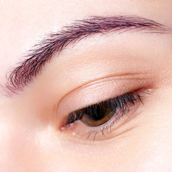 Woman\'s eyebrows close up. Eyebrow Colouring